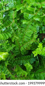 Asian Tropic Fern Plant (Pteridophyta Sp.)