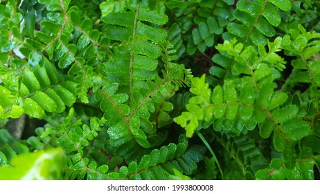 Asian Tropic Fern Plant (Pteridophyta Sp.)