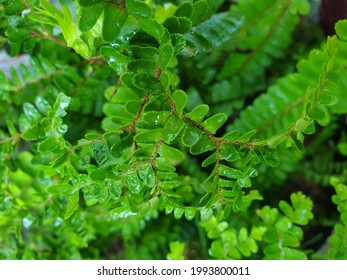 Asian Tropic Fern Plant (Pteridophyta Sp.)