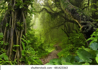 Asian tropical jungle - Shutterstock ID 481423363