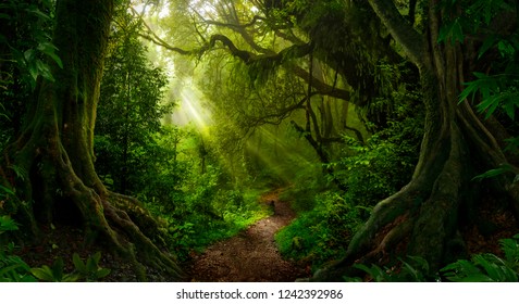 Asian tropical rainforest - Shutterstock ID 1242392986