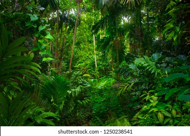 Asian tropical rainforest - Shutterstock ID 1250238541