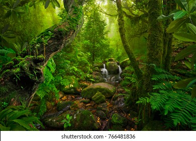 Asian Tropical Rainforest