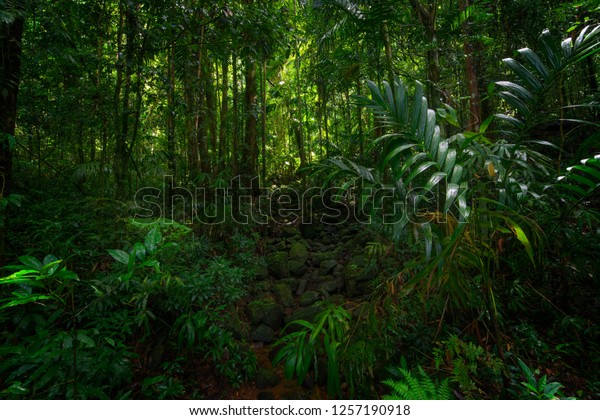 Asian Tropical Rainforest Stock Photo 1257190918 | Shutterstock