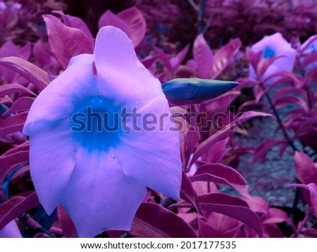 Asian variety of seasonable flower bluish color presented with leaves on park background.