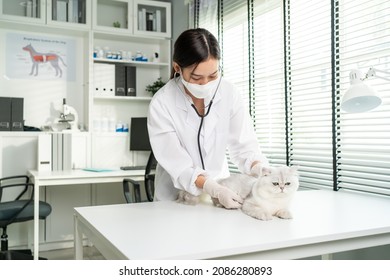 Asian veterinarian examine cat during appointment in veterinary clinic. Professional vet doctor woman stand on examination table with stethoscope work and check on little animal kitten in pet hospital - Shutterstock ID 2086280893