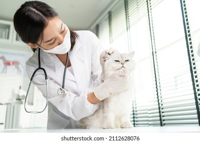 Asian Veterinarian Examine Cat During Appointment In Veterinary Clinic. Professional Vet Doctor Woman Stand On Examination Table With Stethoscope Work And Check On Little Animal Kitten In Pet Hospital