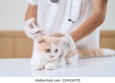 Asian Veterinarian Giving An Injection To A Kitten