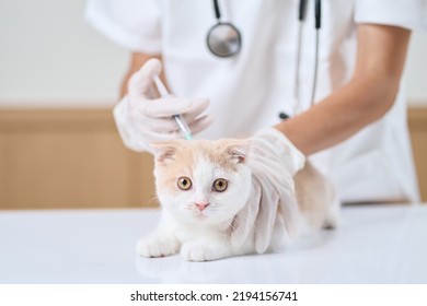Asian Veterinarian Giving An Injection To A Kitten