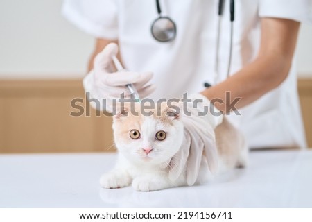 Asian veterinarian giving an injection to a kitten
