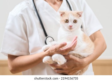 Asian Veterinarian Holding A Kitten
