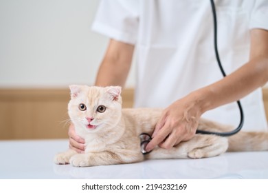 Asian Veterinarian Holding A Stethoscope To A Kitten