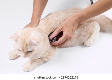 Asian Veterinarian Holding A Stethoscope To A Kitten