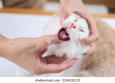 Asian Veterinarian Opening Kitten's Mouth
