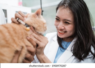 Asian Veterinarian Smiles While Checking Brown Cat In Vet Clinic