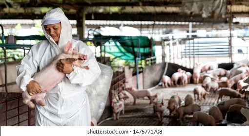 5,413 Asian Hog Images, Stock Photos & Vectors | Shutterstock