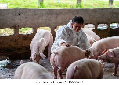 Asian Veterinarian Working And Checking The Pig In Hog Farms, Animal And Pigs Farm Industry