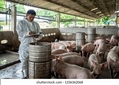 Asian Veterinarian Working Checking Pig Hog Stock Photo 1336362068 ...