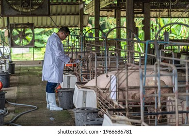 335 Asian pig breeding Images, Stock Photos & Vectors | Shutterstock