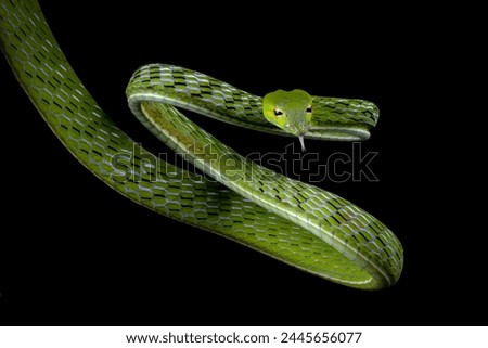 Asian Vine Snake (Ahaetulla prasina) is a species of snake native to Southern Asia. 