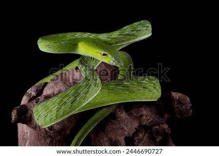 Asian Vine Snake (Ahaetulla prasina) is a species of snake native to Southern Asia. 