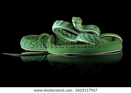Asian vine snake or Ahaitulla prasina snake isolated on black background