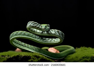 Rear fanged snakes Images, Stock Photos & Vectors | Shutterstock