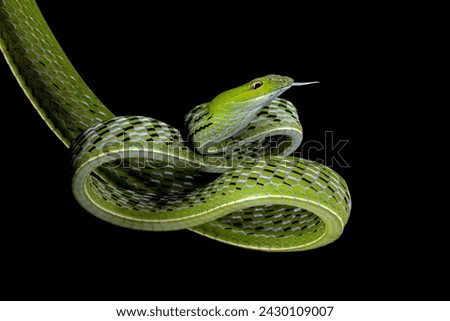 Asian Vine Tree Snake (Ahaetulla prasina) is a species of snake native to Southern Asia. 