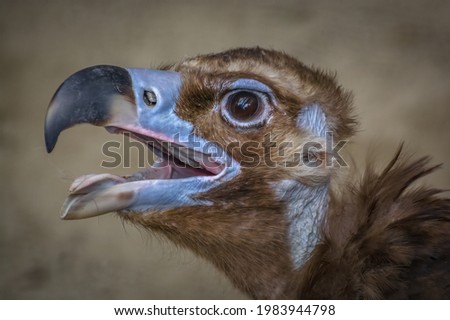 Asian Vulture looking intensely with mouth open  