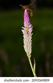 Asian Wasp On Wild Native Plant Species Feeding On Nectar Environmental And Habitat Restoration