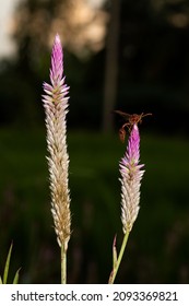 Asian wasp on wild native plant species feeding on nectar environmental and habitat restoration