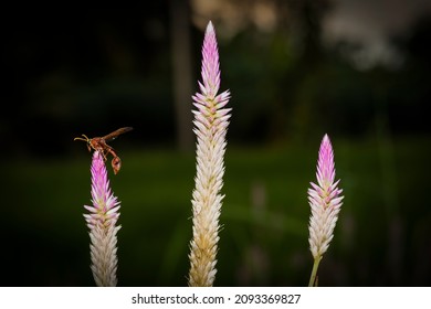 Asian wasp on wild native plant species feeding on nectar environmental and habitat restoration