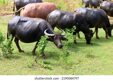 Asian Water Buffalo Or Bubalus Bubalis In Paddock