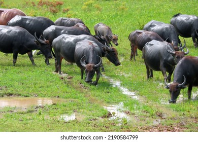 Asian Water Buffalo Or Bubalus Bubalis In Paddock