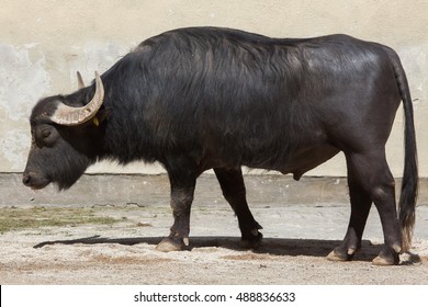 Asian water buffalo (Bubalus bubalis), also known as the domestic water buffalo. Domestic animal. 