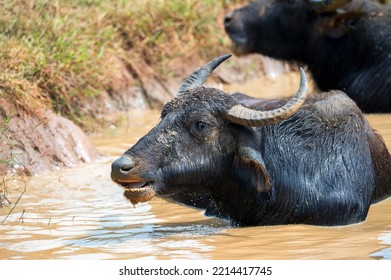 Asian Water Buffalo Or Bubbalus Bubbalis In Mud