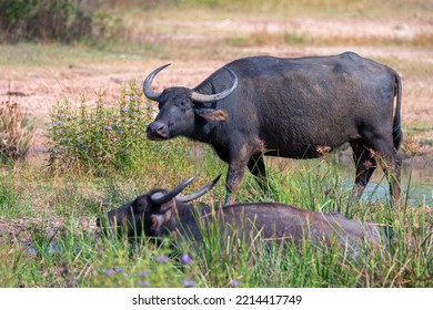 Asian Water Buffalo Or Bubbalus Bubbalis In Mud