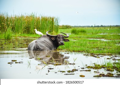 Asian water buffalo enjoy swimming in a mud swamp with a white bird buddy on its back in nature. Thailand traditional agricultural animal background.