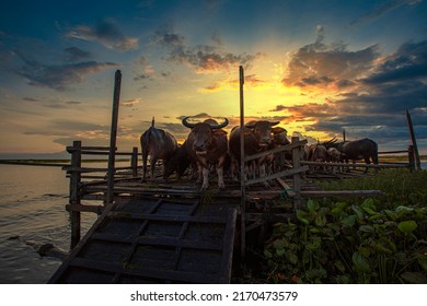 Asian Water Buffalo ,Kalimantan's Wild Nature