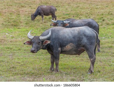 Asian water buffalo on the field 