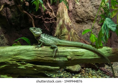 An Asian Water Dragon Laying On Log.