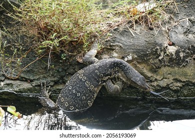 Asian Water Monitor Lizard Climbing Out.