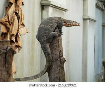 Asian Water Monitor Lizard On Tree