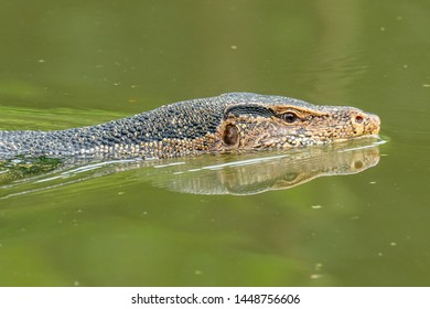 Asian Water Monitor Lizard Swimming In River