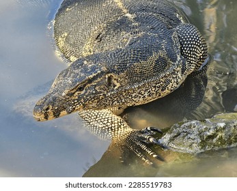 The Asian water monitor (Varanus salvator) is a large varanid lizard native to South and Southeast Asia. - Shutterstock ID 2285519783