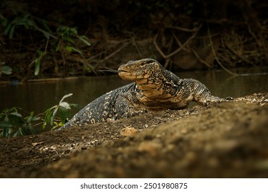 Asian water monitor - Varanus salvator also common water monitor, large varanid lizard native to South and Southeast Asia (kabaragoya, two-banded monitor, rice lizard, ring lizard, plain lizard. - Powered by Shutterstock