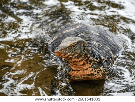 Asian water monitor (Varanus Salvator) in Kandy, Sri Lanka,  Asia. The Asian water monitor is native to South and Southeast Asia, being the second-largest lizard species, after the Komodo Dragon.