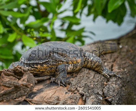 Asian water monitor (Varanus Salvator) in Kandy, Sri Lanka,  Asia. The Asian water monitor is native to South and Southeast Asia, being the second-largest lizard species, after the Komodo Dragon.