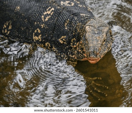 Asian water monitor (Varanus Salvator) in Kandy, Sri Lanka,  Asia. The Asian water monitor is native to South and Southeast Asia, being the second-largest lizard species, after the Komodo Dragon.
