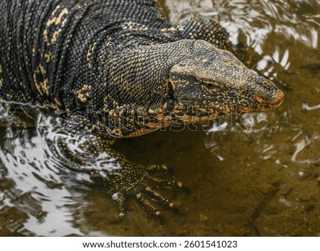 Asian water monitor (Varanus Salvator) in Kandy, Sri Lanka,  Asia. The Asian water monitor is native to South and Southeast Asia, being the second-largest lizard species, after the Komodo Dragon.